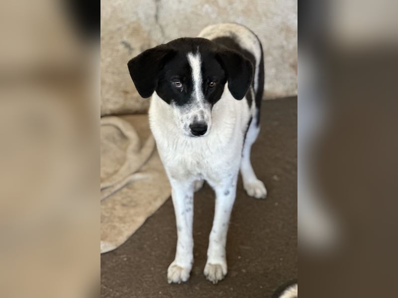 Lino, geb. ca. 03/2024, lebt in GRIECHENLAND, auf einer privaten Pflegestelle