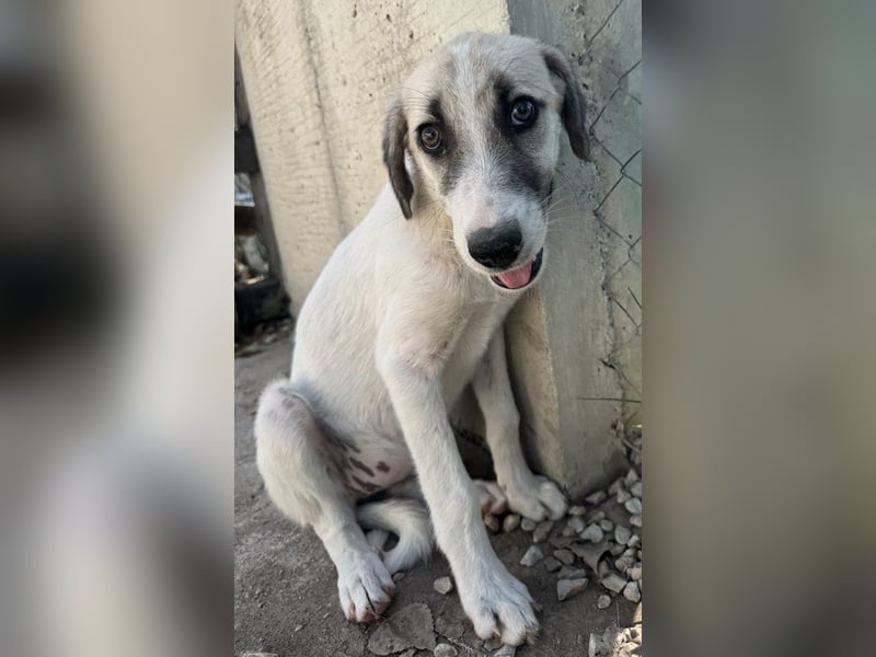 Maliya, geb. ca. 04/2025, lebt in GRIECHENLAND, auf einer privaten Pflegestelle