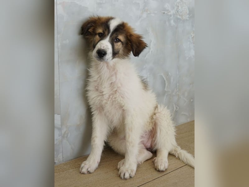 Vera, geb. ca. 12/2025, lebt in GRIECHENLAND, auf einer privaten Pflegestelle