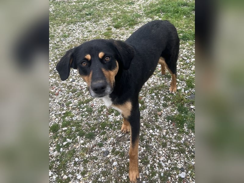 Orelle, geb. ca. 05/2024, lebt in GRIECHENLAND, auf einem Gelände, auf dem die Hunde notdürftig vers