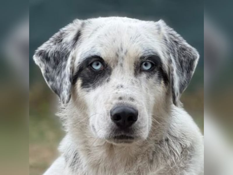 Snow, geb. ca. 06/2023, lebt auf einer Pflegestelle in 47652 Weeze