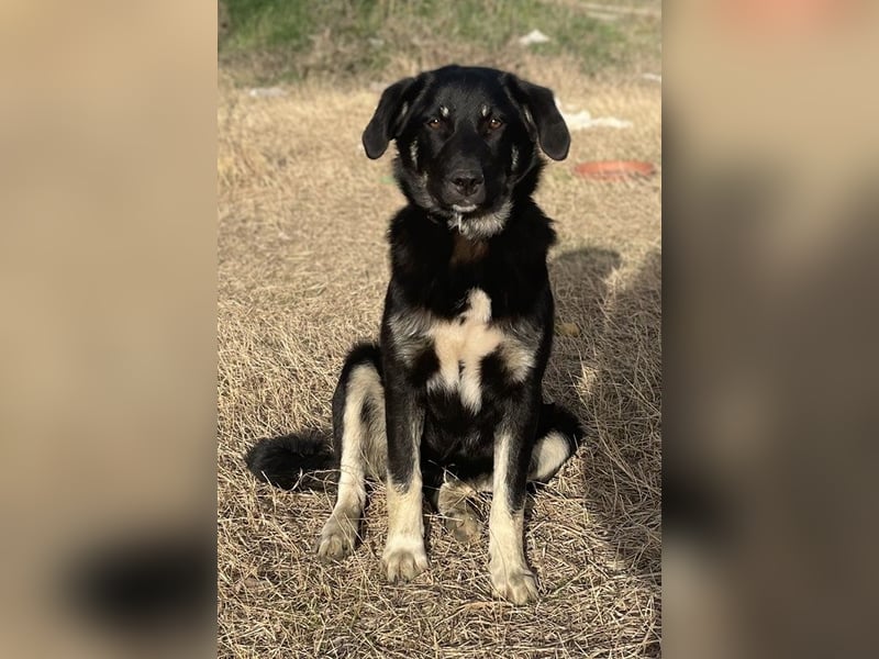 Ella, geb. ca. 09/2024, lebt in GRIECHENLAND, im städt. Tierheim Serres