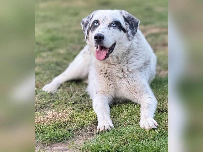 Snow, geb. ca. 06/2023, lebt auf einer Pflegestelle in 47652 Weeze