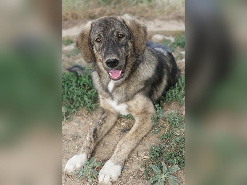 Amelie, geb. ca. 02/2024, lebt in GRIECHENLAND, im städt. Tierheim Serres