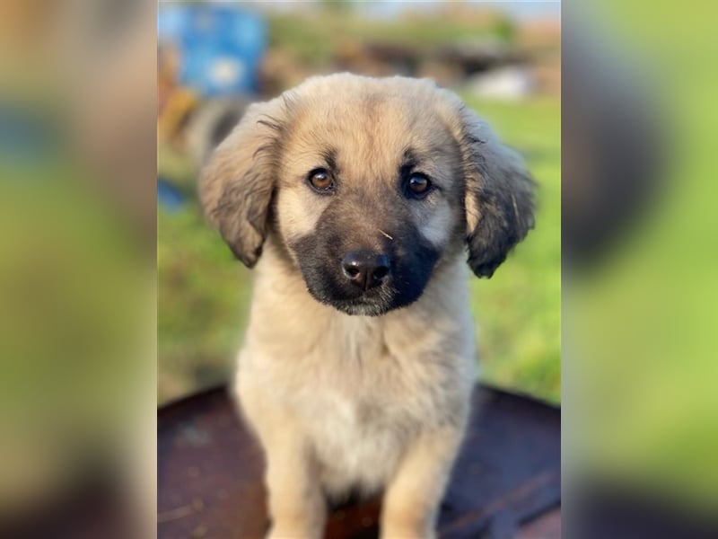 Hermine Granger, geb. ca. 12/2023, lebt in GRIECHENLAND, im städt. Tierheim Serres