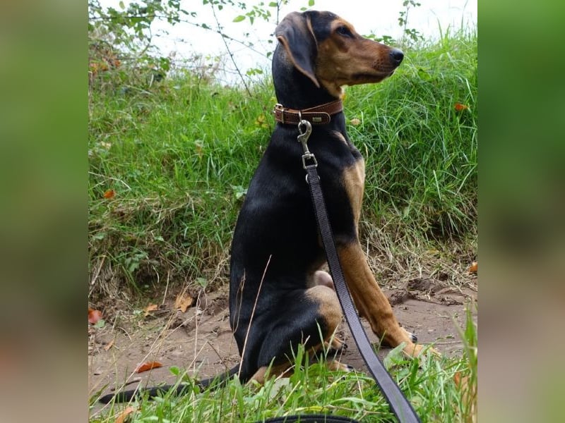 Solen, geb. ca. 04/2025, lebt bei einem Ehepaar in 79733 Görwihl Solen, geb. ca. 04/2025, lebt bei einem Ehepaar in 79733 Görwihl