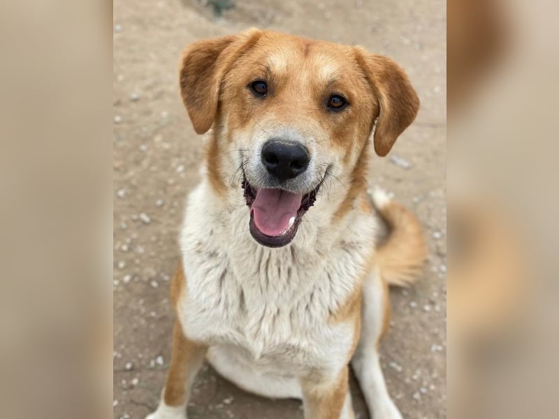 Imilo, geb. ca. 04/2024, lebt in GRIECHENLAND, im städt. Tierheim Serres