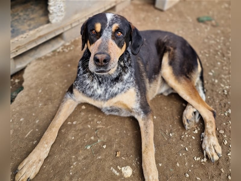 Bert, geb. ca. 10/2019, lebt in GRIECHENLAND, im städt. Tierheim Serres