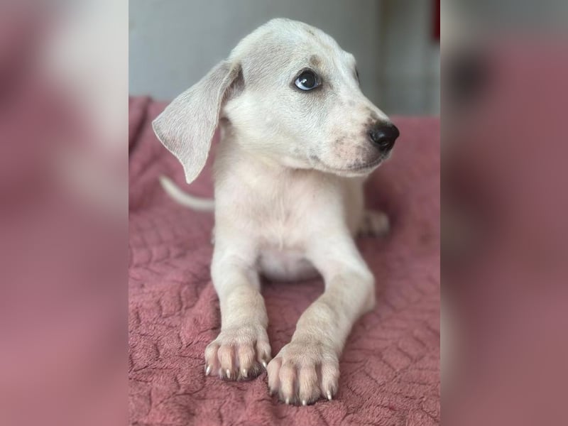 Lily, geb. ca. 05/2026, lebt in GRIECHENLAND, im städt. Tierheim Serres