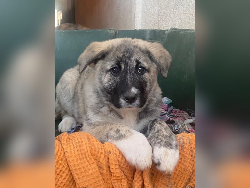 Soya, geb. ca.10/2025, lebt in GRIECHENLAND, im städt. Tierheim Serres