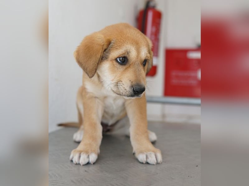 Krissy, geb. ca. 12/2025, lebt in GRIECHENLAND, auf einer privaten Pflegestelle