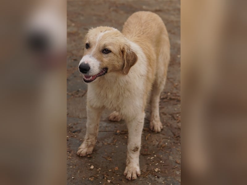 Alrakis, geb. ca. 07/2023, lebt in GRIECHENLAND, auf einer privaten Pflegestelle