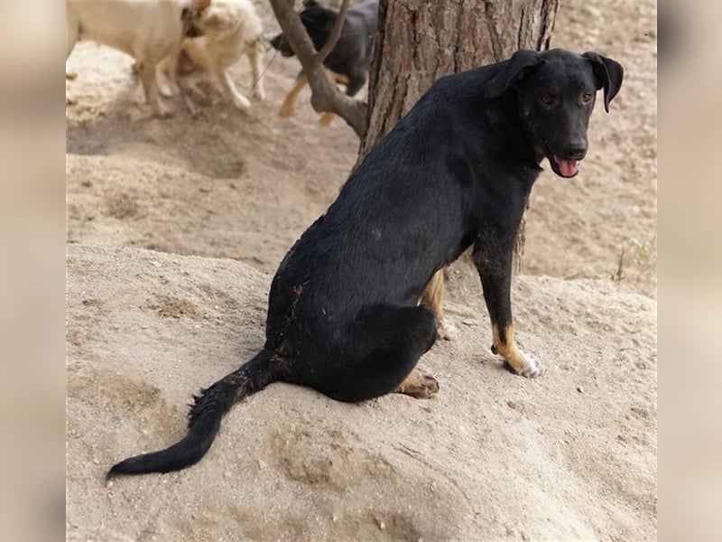 Jeppe, geb. ca. 12/2022, lebt in GRIECHENLAND, im städt. Tierheim Serres