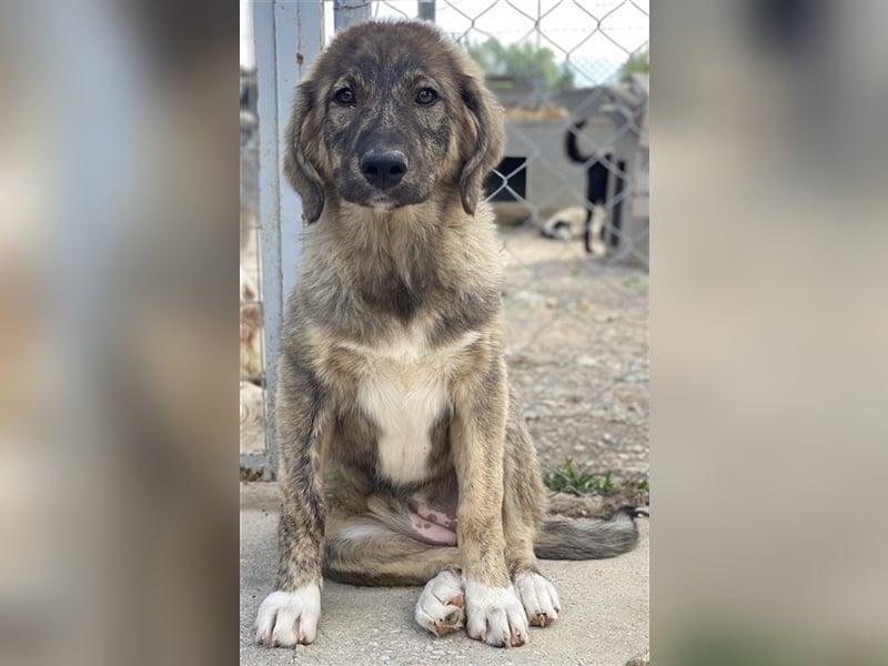 Amelie, geb. ca. 02/2024, lebt in GRIECHENLAND, im städt. Tierheim Serres
