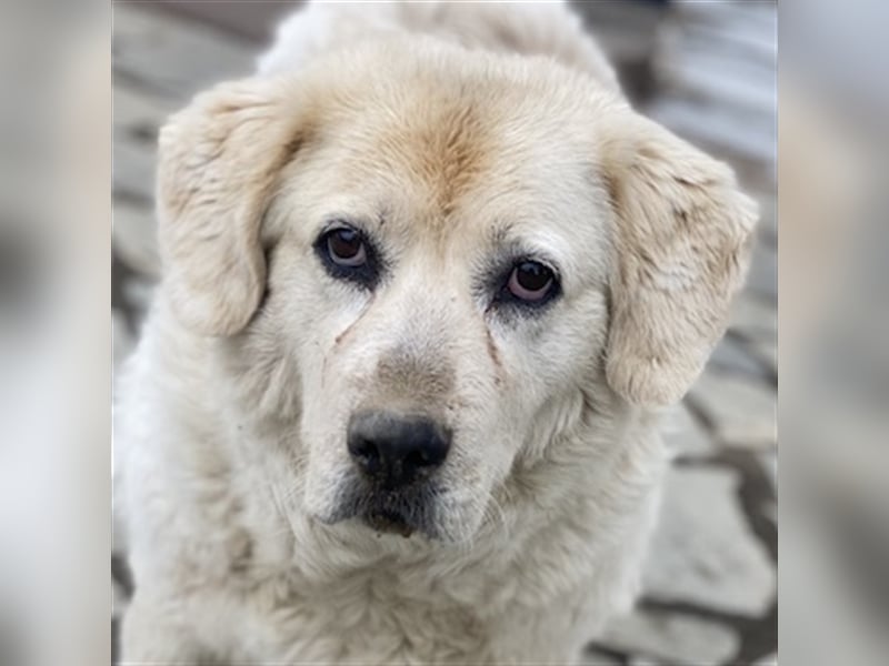 Lara, geb. ca. 05/2014, lebt in GRIECHENLAND, auf einer privaten Pflegestelle