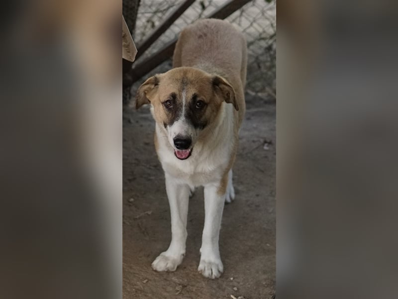 Jeanie, geb. ca. 05/2023, lebt in GRIECHENLAND, im städt. Tierheim Serres