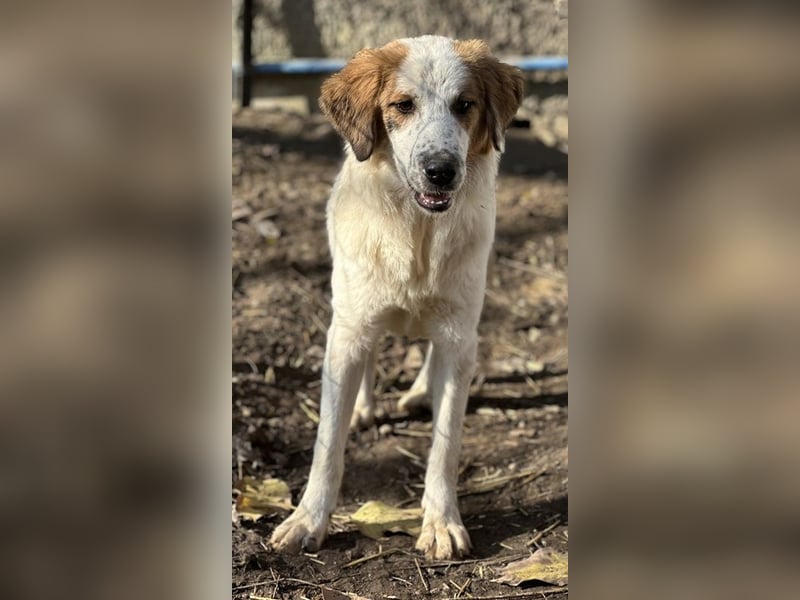 Melania, geb. ca. 01/2024, lebt in GRIECHENLAND, im städt. Tierheim Serres