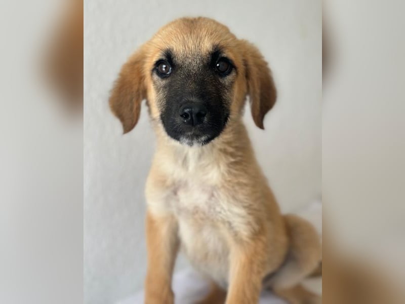 Cindy, geb. ca. 03/2026, lebt in GRIECHENLAND, im städt. Tierheim Serres