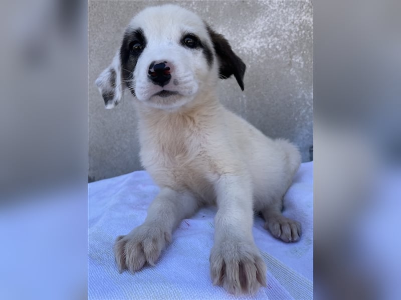 Alain, geb. ca. 06/2023, lebt in GRIECHENLAND, im städt. Tierheim Serres