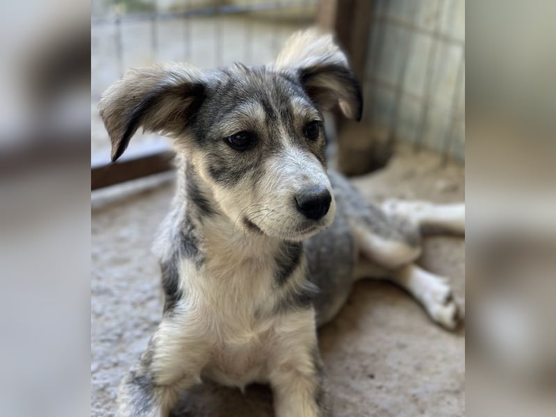 Alexi, geb. ca. 02/2025, lebt in GRIECHENLAND, auf einer privaten Pflegestelle