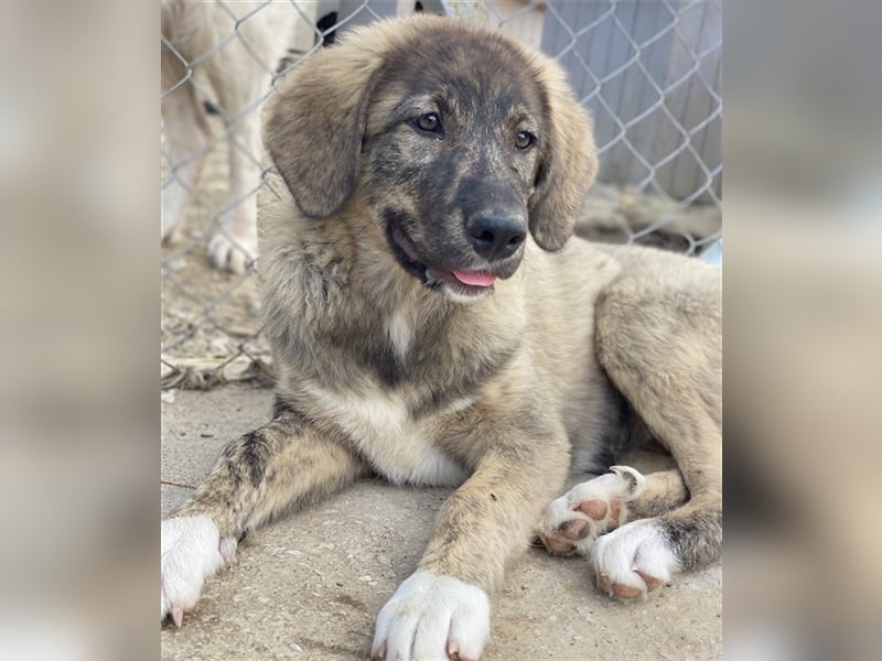 Amelie, geb. ca. 02/2024, lebt in GRIECHENLAND, im städt. Tierheim Serres