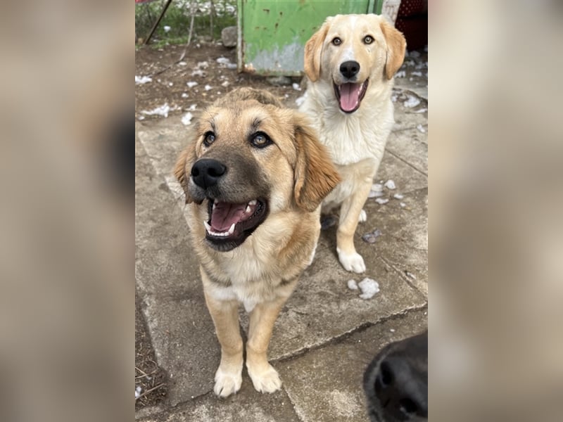 Luana, geb. ca. 10/2023, lebt in GRIECHENLAND, auf einem Gelände, auf dem die Hunde notdürftig verso