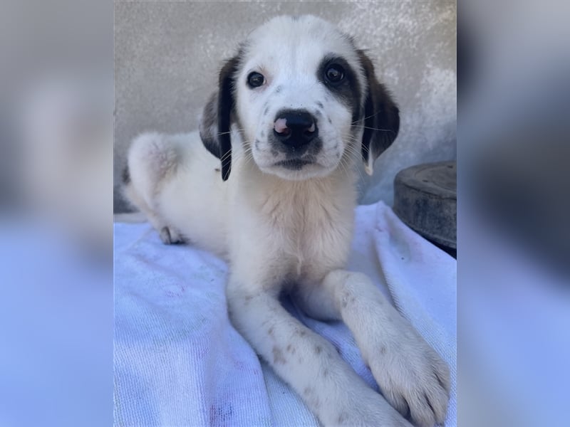 Benda, geb. ca. 06/2023, lebt in GRIECHENLAND, im städt. Tierheim Serres