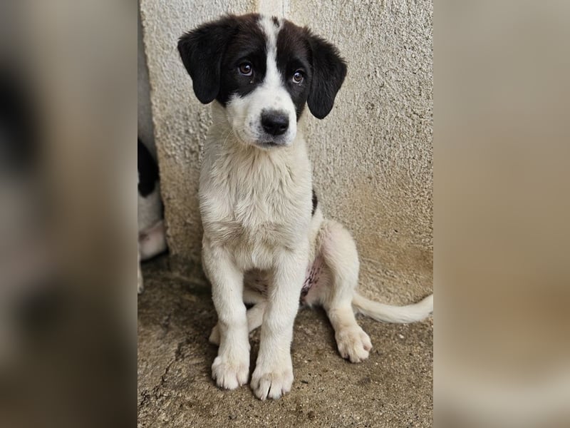 Zenzi, geb. ca. 01/2025, lebt in GRIECHENLAND, im städt. Tierheim Serres