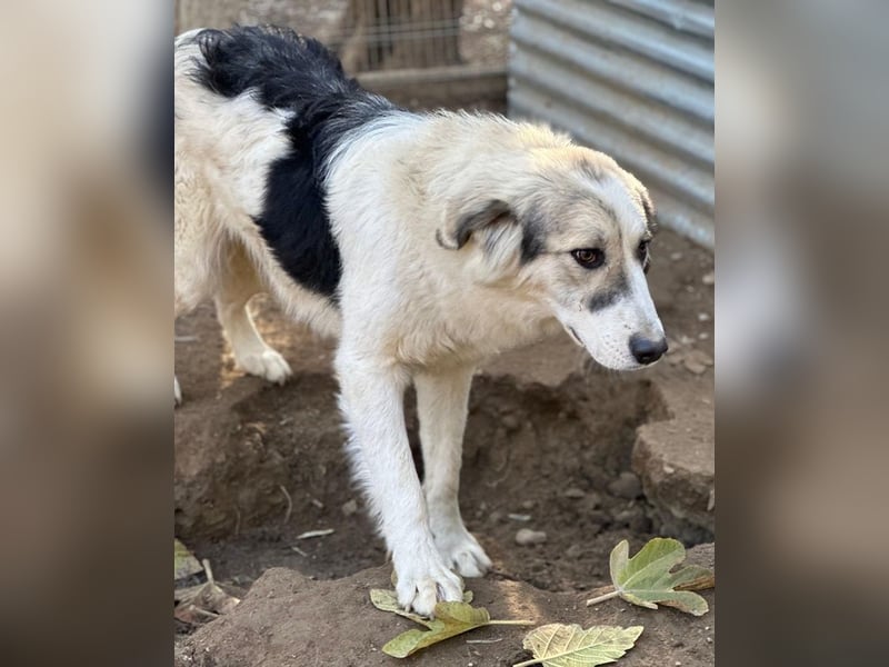 Sally Brown, geb. ca. 12/2023, lebt in GRIECHENLAND, auf einer privaten Pflegestelle