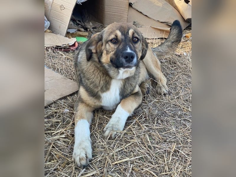 Hami, geb. ca. 09/2024, lebt in GRIECHENLAND, im städt. Tierheim Serres