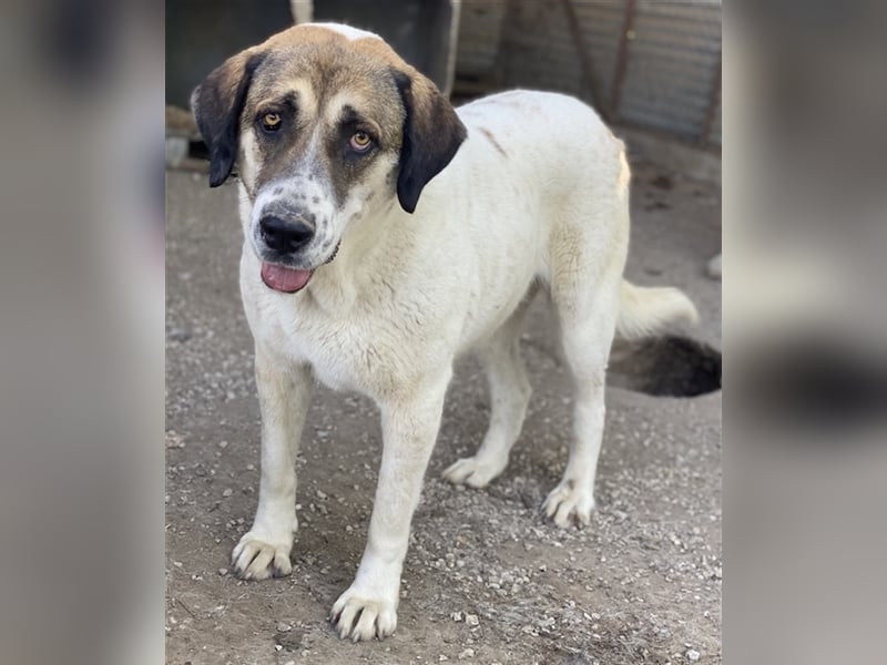 Elliot, geb. ca. 05/2022, lebt in GRIECHENLAND, im städt. Tierheim Serres