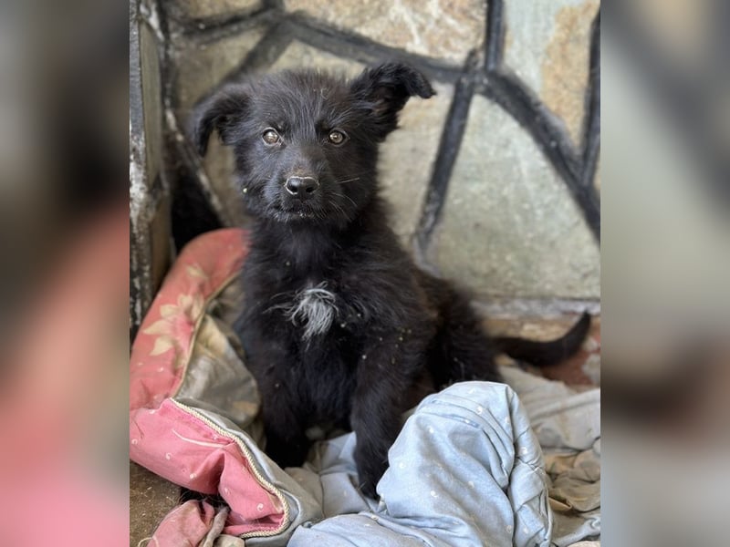 Buffy, geb. ca. 02/2025, lebt in GRIECHENLAND, auf einer privaten Pflegestelle