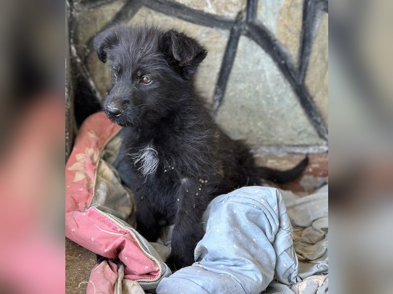 Buffy, geb. ca. 02/2025, lebt in GRIECHENLAND, auf einer privaten Pflegestelle