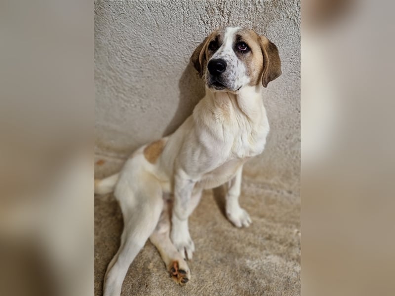 Lou, geb. ca. 11/2022, lebt in GRIECHENLAND, im städt. Tierheim Serres