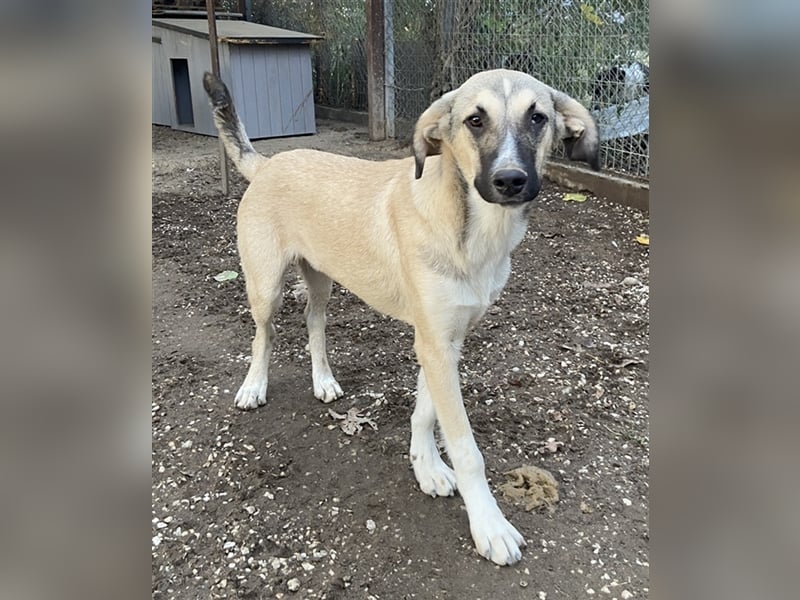 Peterchen, geb. ca. 03/2023, lebt in GRIECHENLAND, im städt. Tierheim Serres