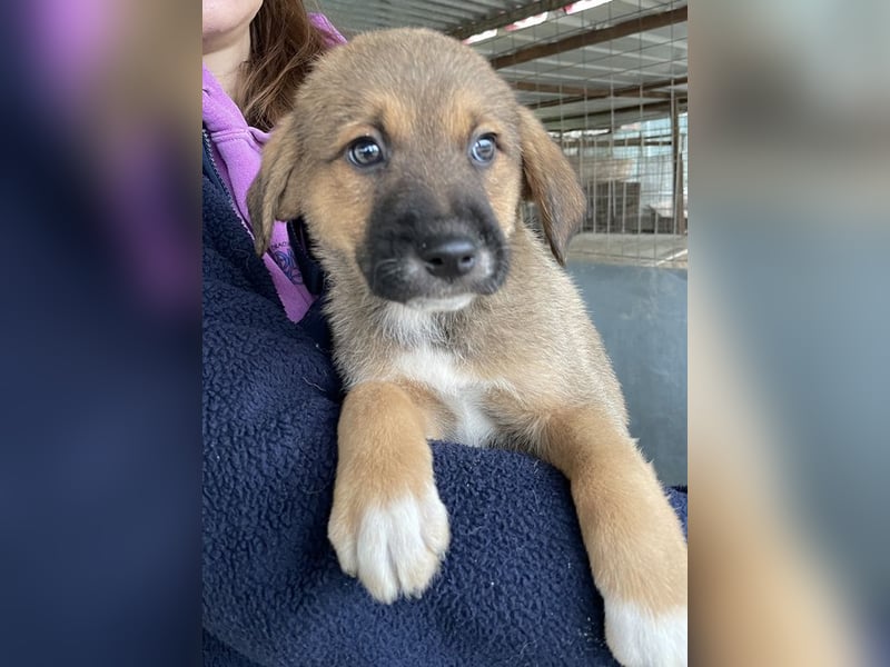 Mucki, geb. ca. 11/2025, lebt in GRIECHENLAND, auf einer privaten Pflegestelle