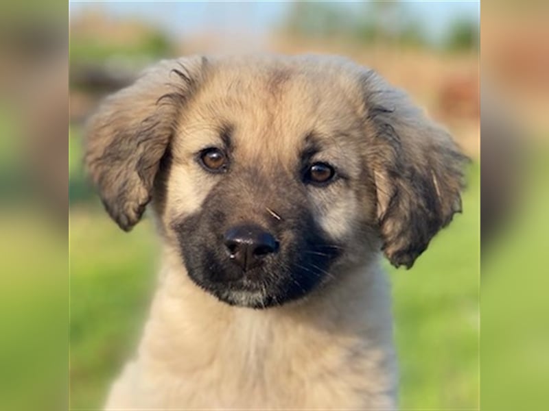 Hermine Granger, geb. ca. 12/2023, lebt in GRIECHENLAND, im städt. Tierheim Serres