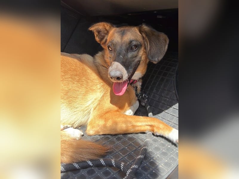 Georgia, geb. ca. 05/2019, lebt bei einer Familie in 13503 Berlin