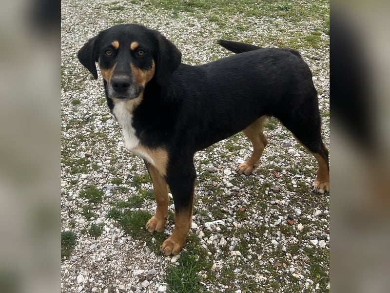 Orelle, geb. ca. 05/2024, lebt in GRIECHENLAND, auf einem Gelände, auf dem die Hunde notdürftig vers