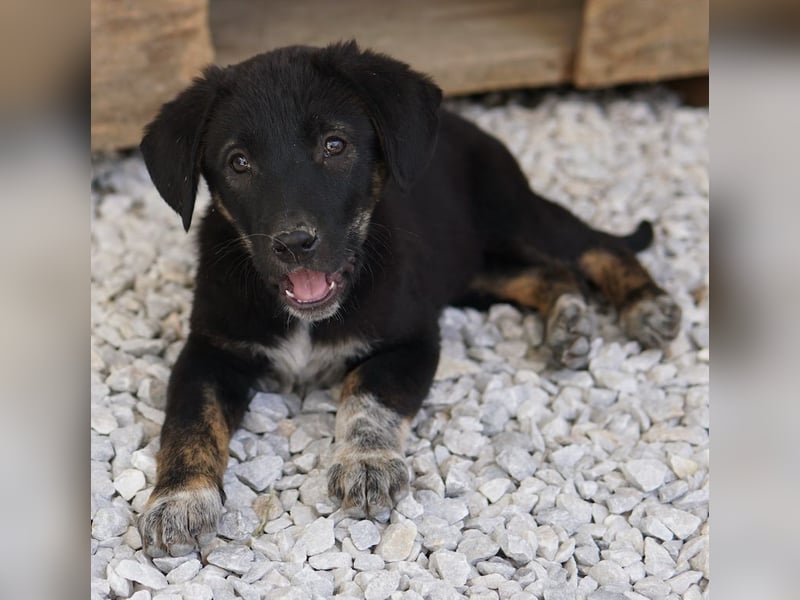 Louisa, geb. ca. 12/2023, lebt in GRIECHENLAND, im städt. Tierheim Serres