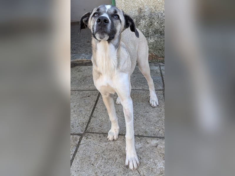 Mia-Melina, geb. ca. 02/2025, lebt in GRIECHENLAND, auf einer privaten Pflegestelle