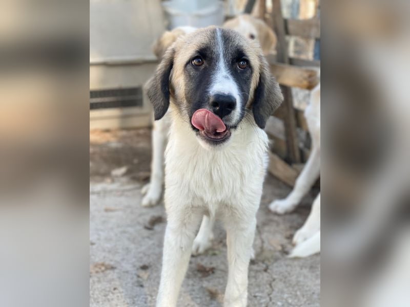 Dinka, geb. ca. 04/2025, lebt in GRIECHENLAND, im städt. Tierheim Serres