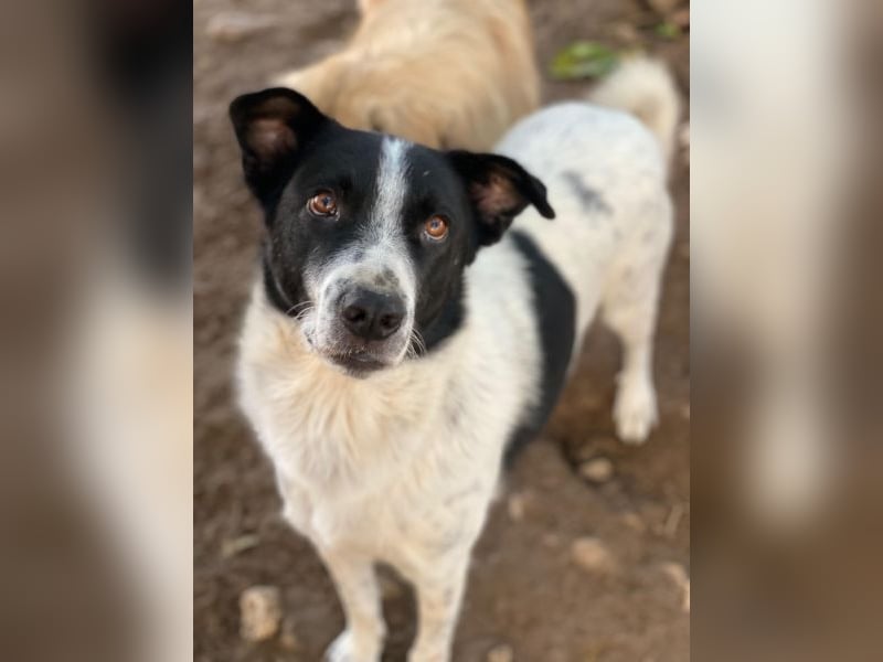 Merenda, geb. ca. 02/2023, lebt in GRIECHENLAND, im städt. Tierheim Serres