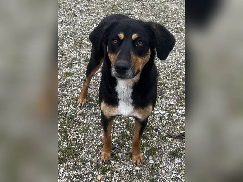 Orelle, geb. ca. 05/2024, lebt in GRIECHENLAND, auf einem Gelände, auf dem die Hunde notdürftig vers