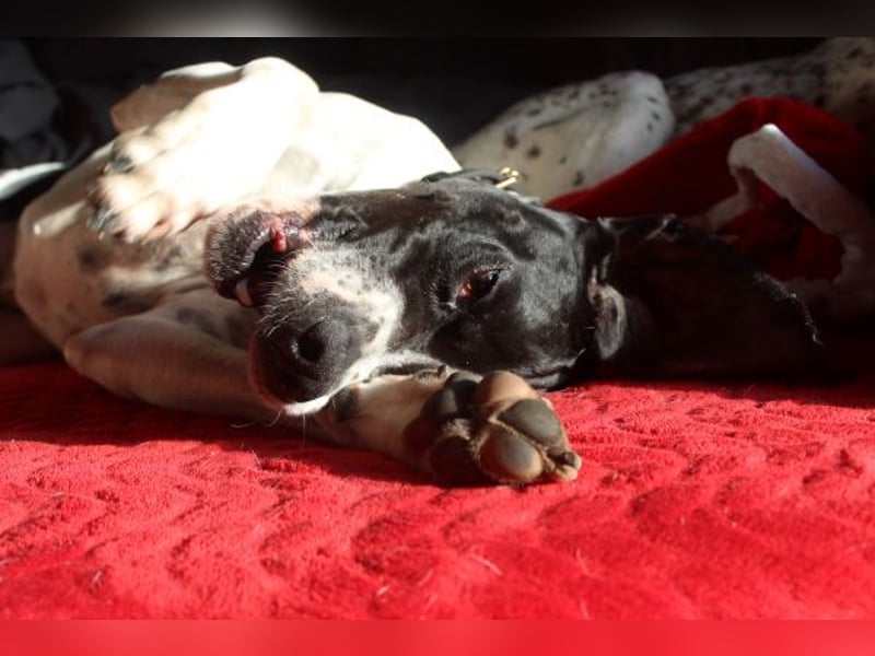 Attila, geb. ca. 08/2024, lebt auf einer Pflegestelle in 67735 Mehlbach