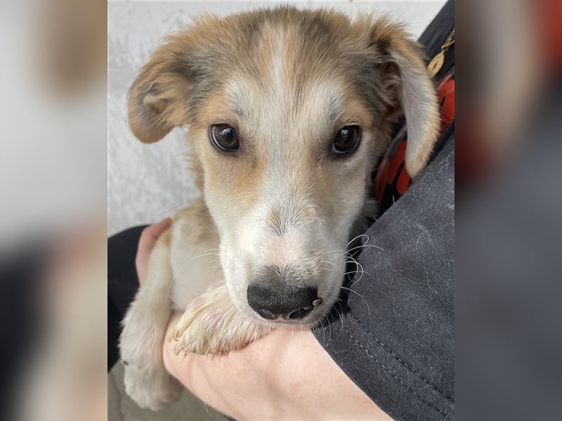 Fichte, geb. ca. 07/2023, lebt in GRIECHENLAND, im städt. Tierheim Serres