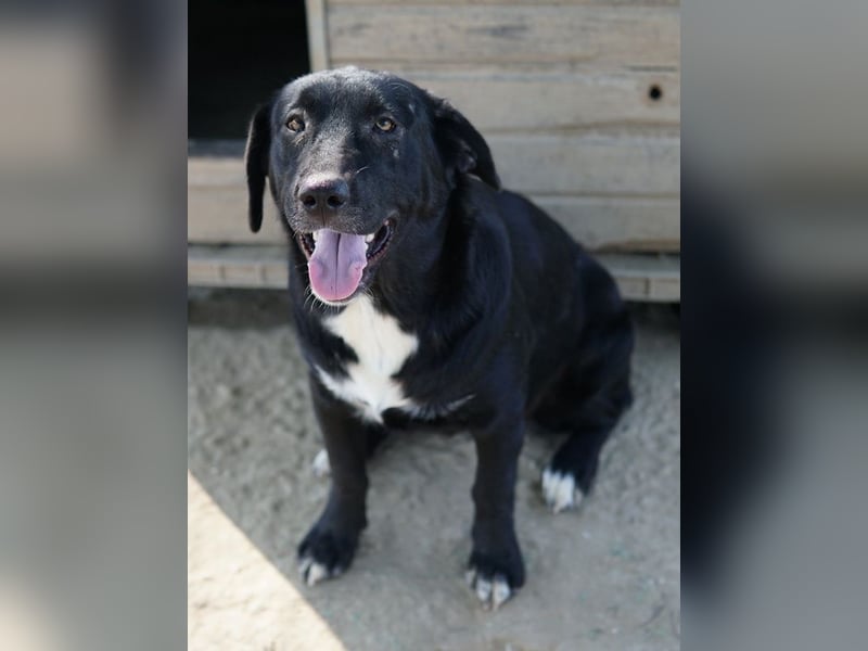 Ria, geb. ca. 10/2024, lebt in GRIECHENLAND, im städt. Tierheim Serres