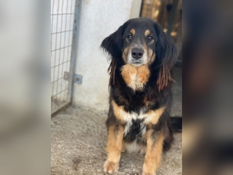 Serena, geb. ca. 04/2021, lebt in GRIECHENLAND, im städt. Tierheim Serres