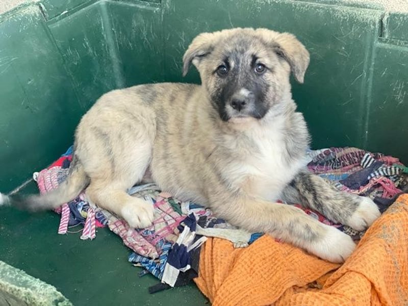 Soya, geb. ca.10/2025, lebt in GRIECHENLAND, im städt. Tierheim Serres