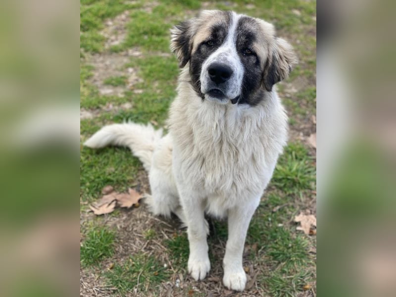 Chef, geb. ca. 07/2025, lebt in GRIECHENLAND, im städt. Tierheim Serres